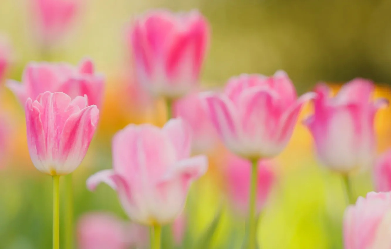 Photo wallpaper spring, petals, garden, stem, meadow, tulips