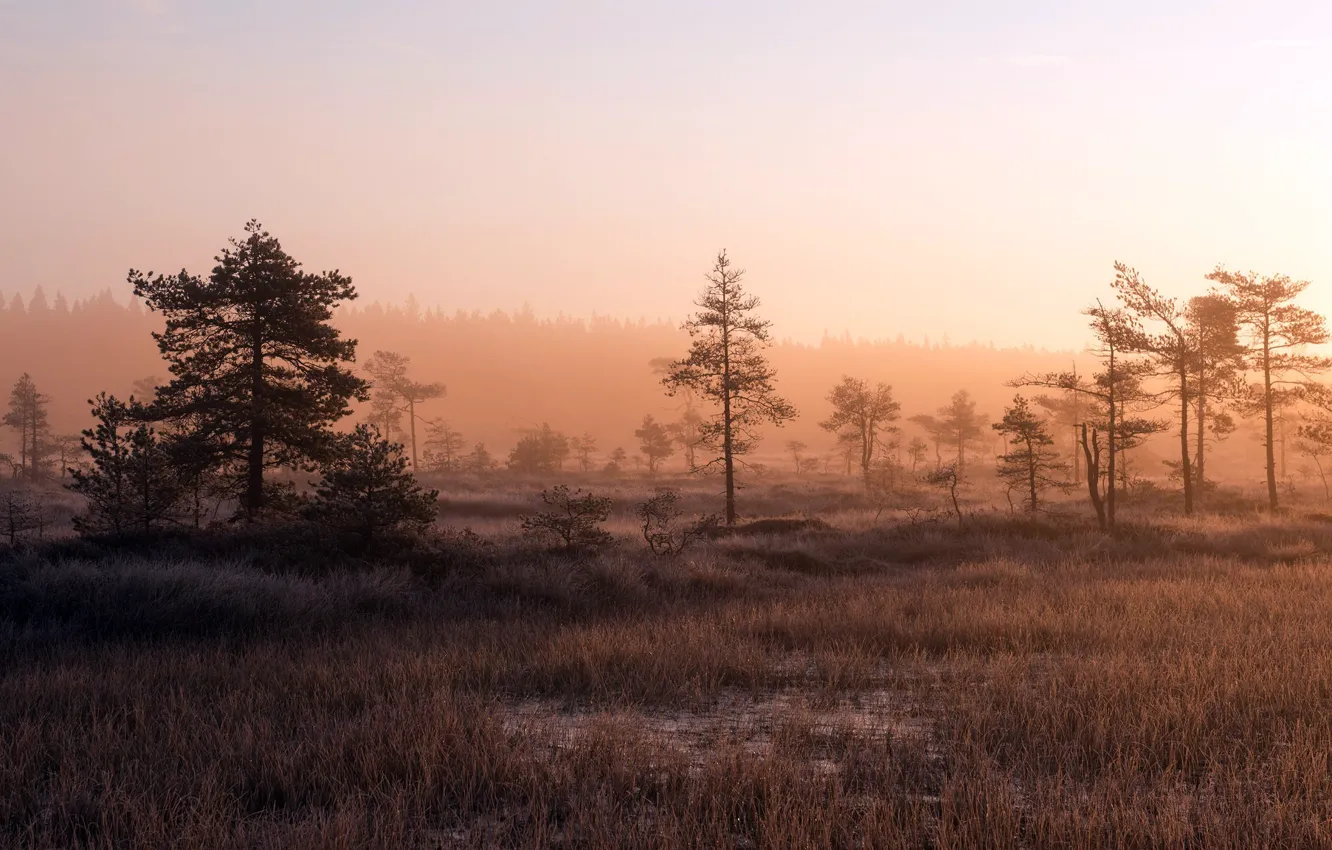 Photo wallpaper autumn, fog, morning
