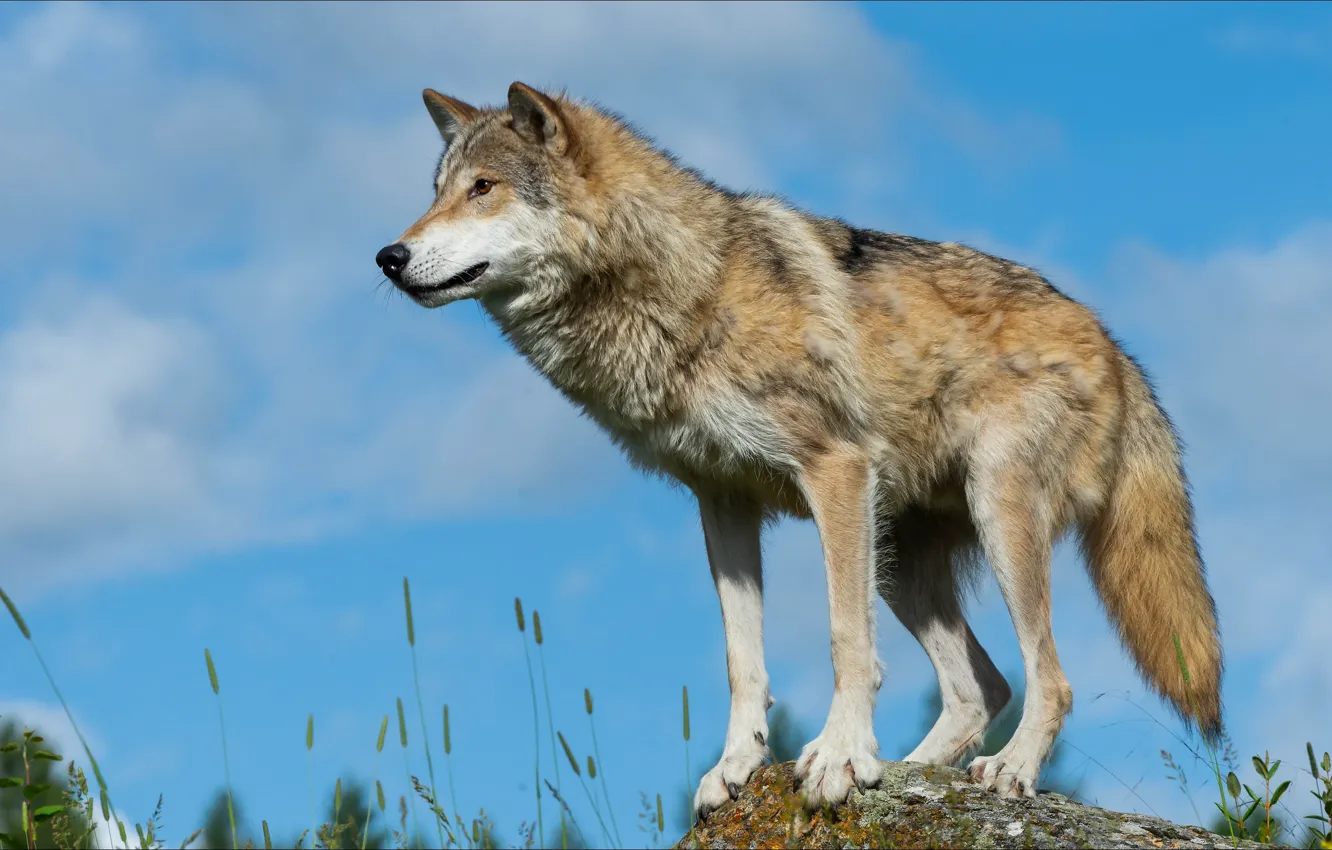 Photo wallpaper look, pose, wolf, control, wolf, look, pose