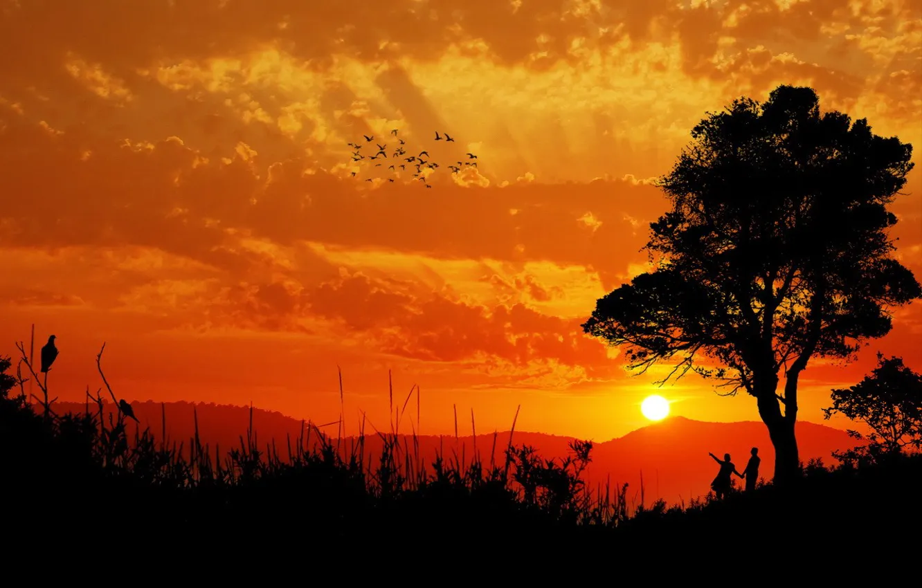 Photo wallpaper the sun, clouds, trees, sunset, bird, pair