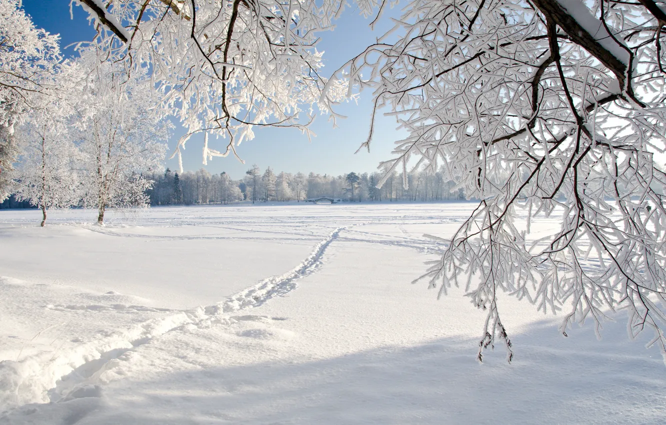 Photo wallpaper winter, frost, field, forest, light, snow, trees, branches
