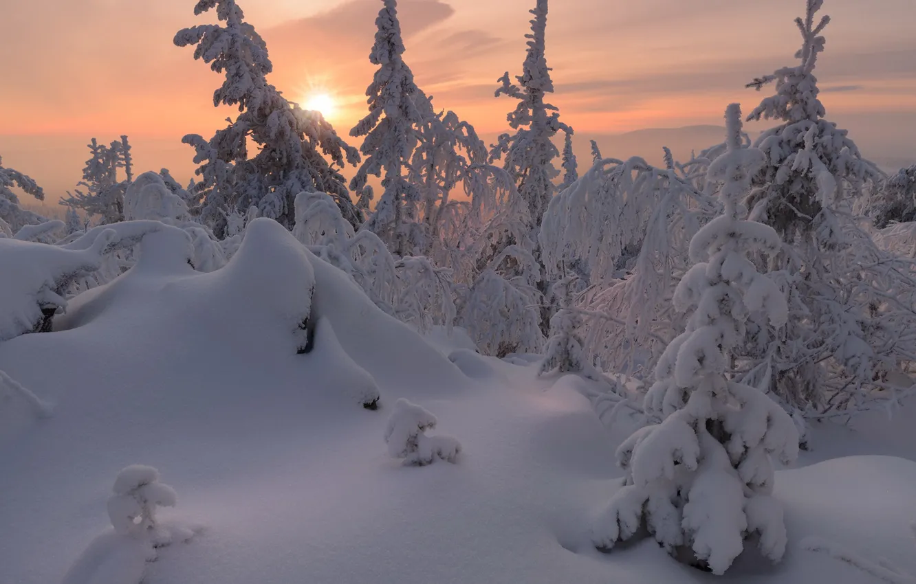 Photo wallpaper winter, frost, forest, the sky, the sun, clouds, light, snow