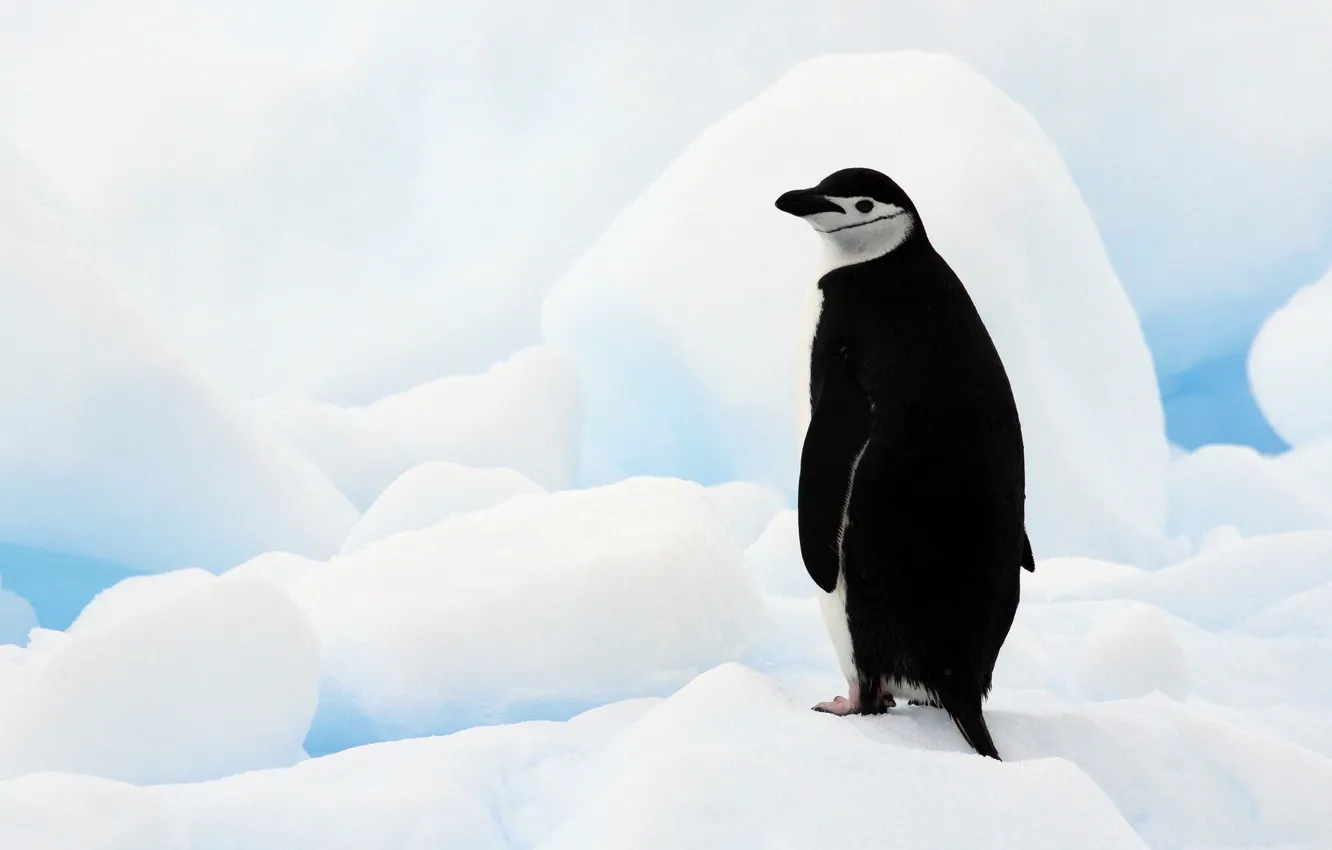 Photo wallpaper ice, Antarctica, Antarctic penguin