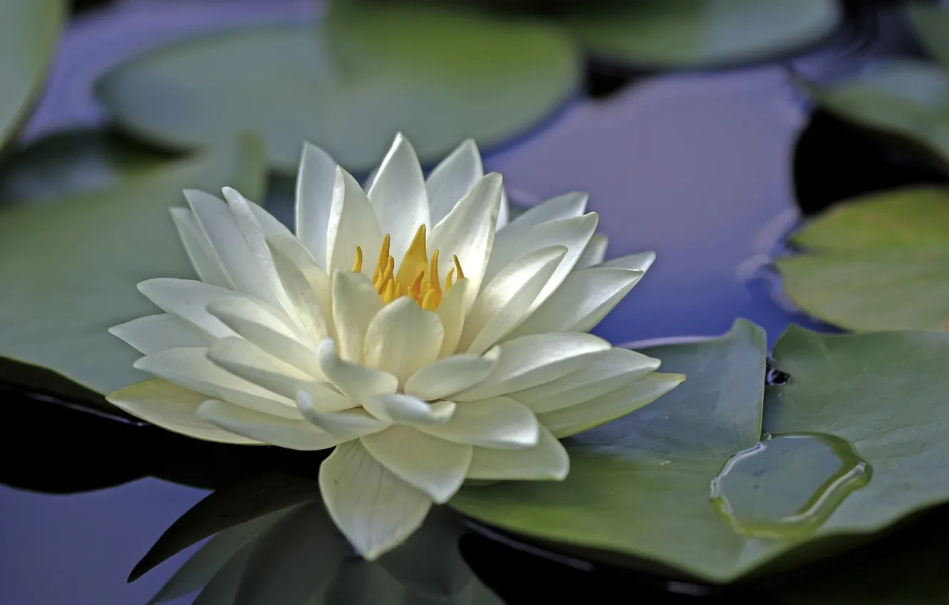 Photo wallpaper white, water, flowers, Lily, petals, water