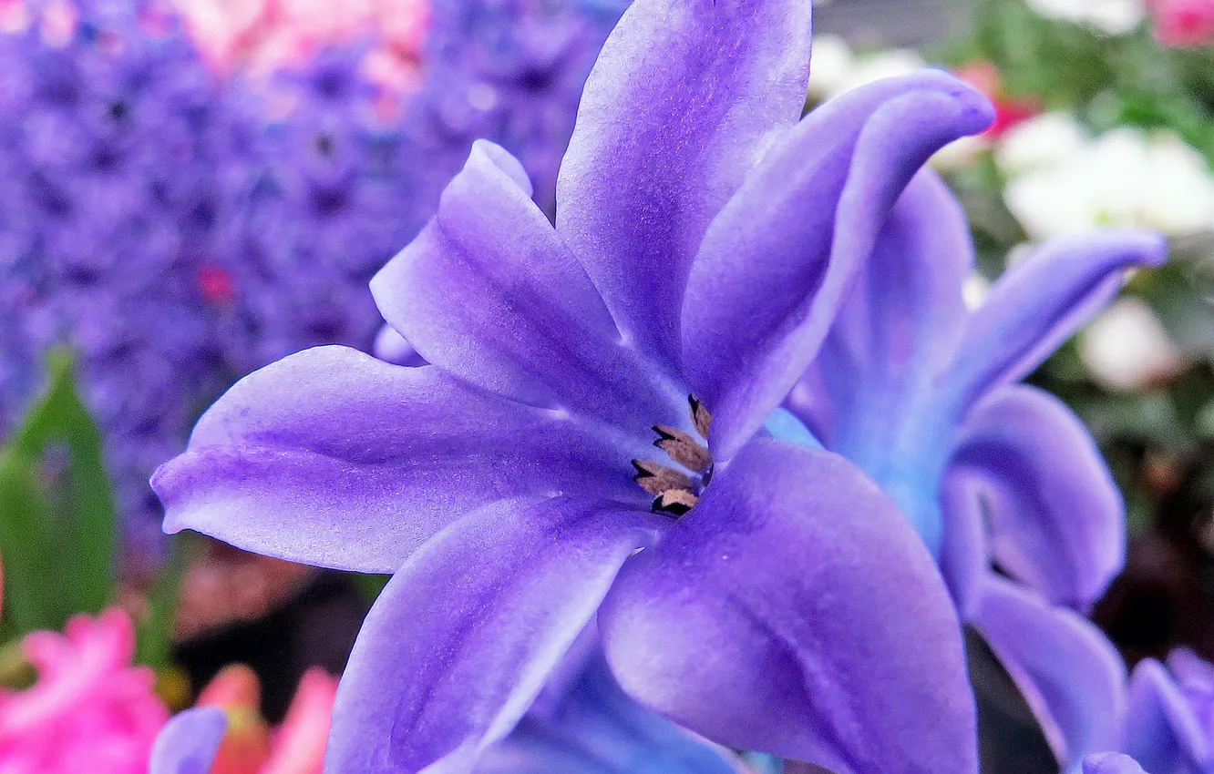 Photo wallpaper macro, flowers, flower, flowers, macro, hyacinth