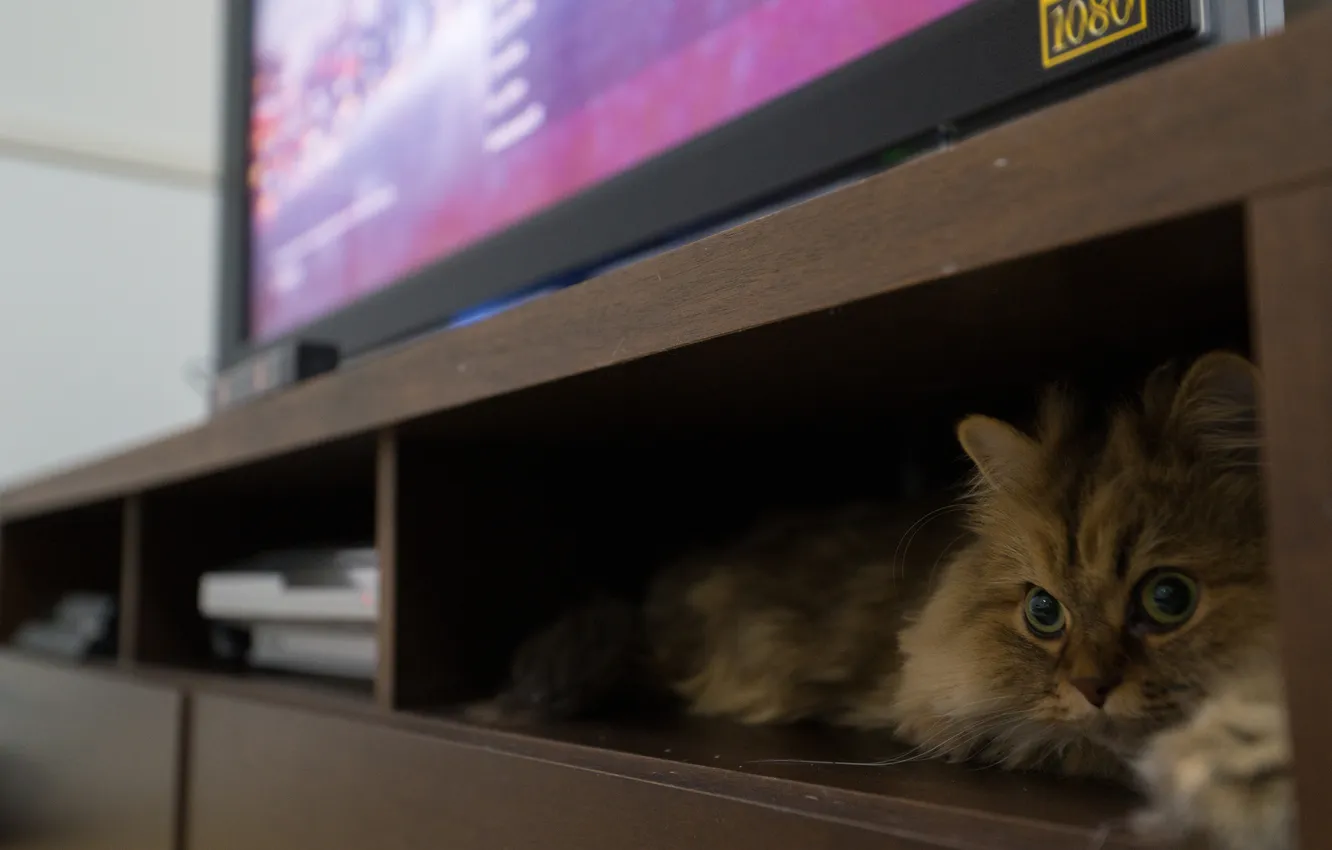 Photo wallpaper cat, lying, Daisy, Ben Torode, Benjamin Torode, regiment. TV