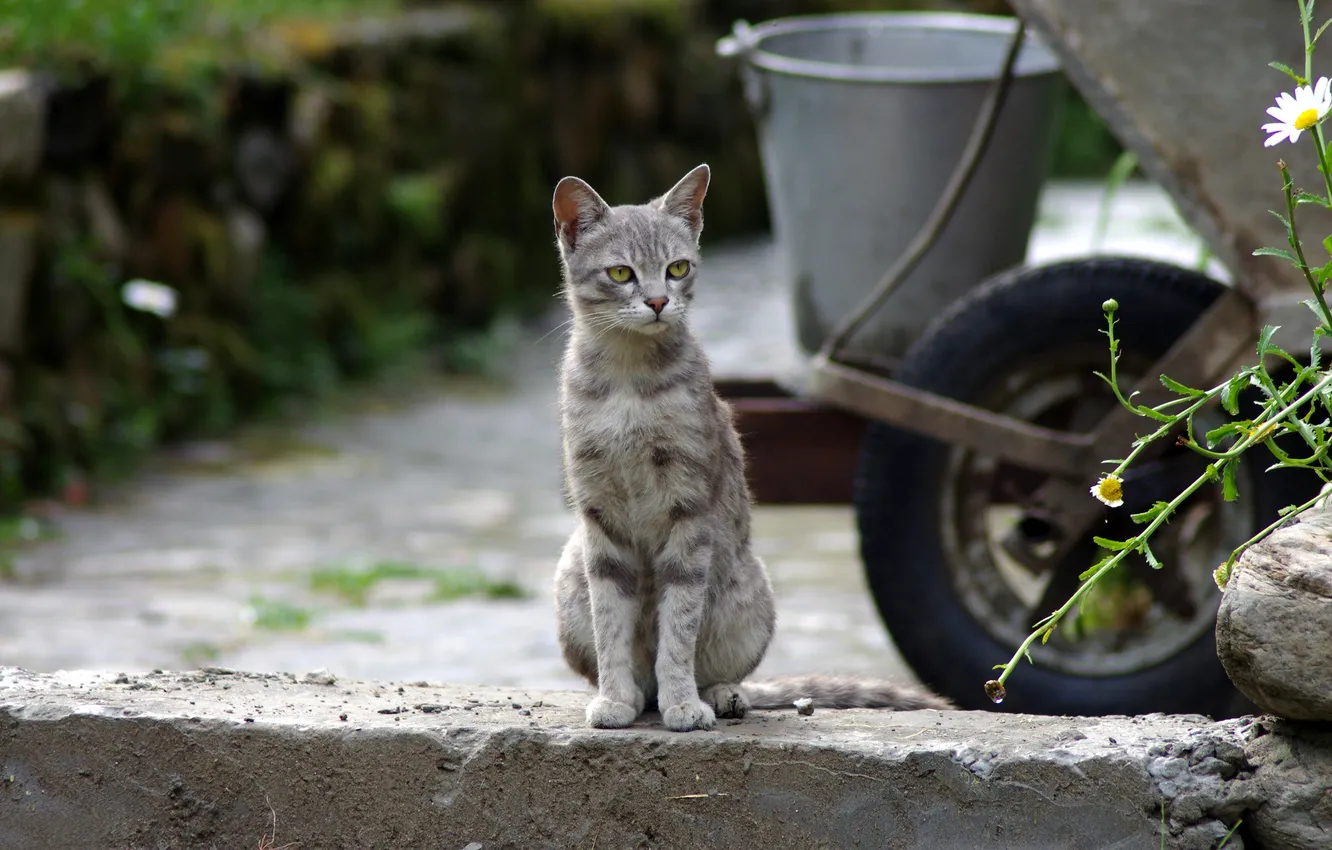 Photo wallpaper cat, look, grey, background