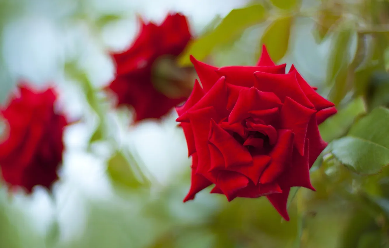 Photo wallpaper flower, red, rose