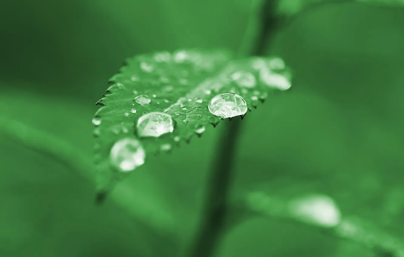 Photo wallpaper greens, drops, macro, sheet, green, rain, green, leaf