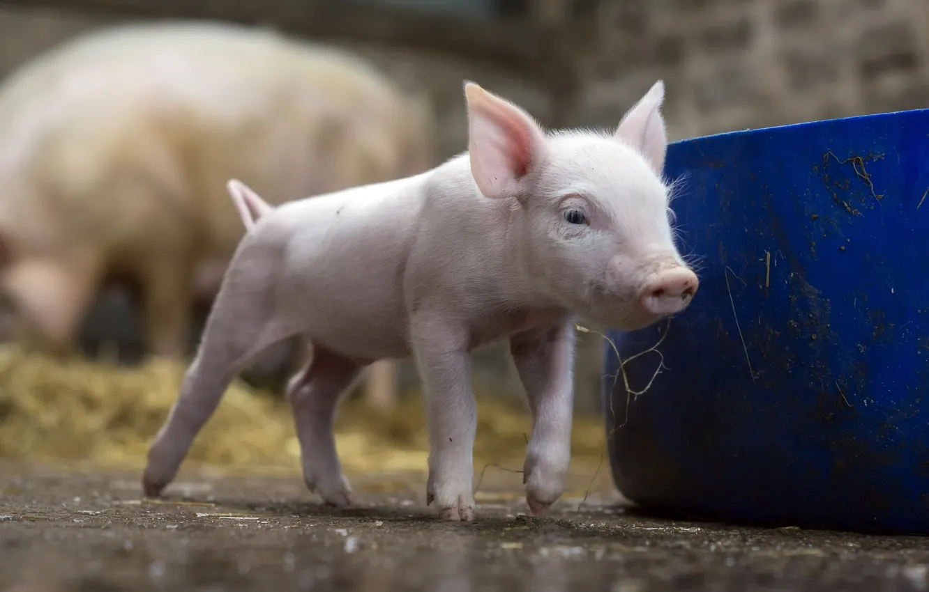 Photo wallpaper background, animal, pig