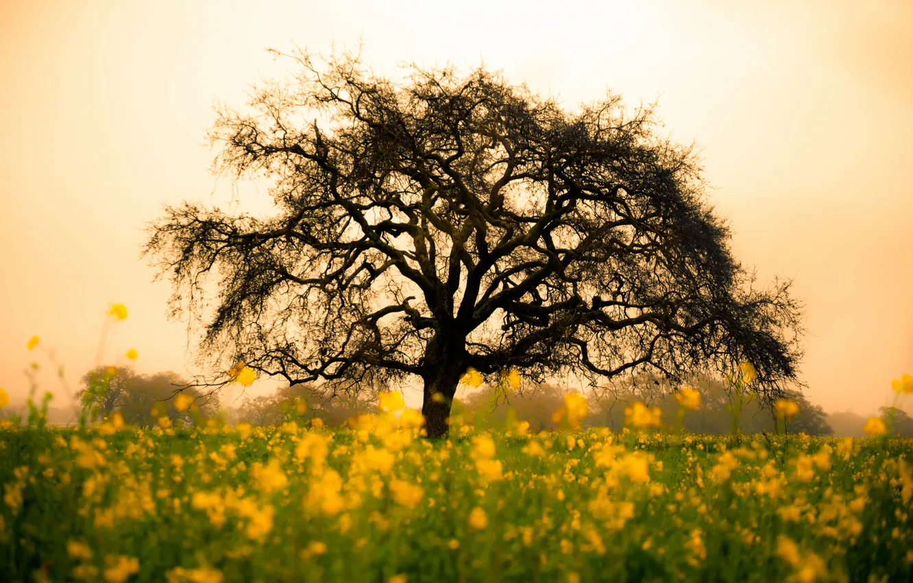 Photo wallpaper field, flowers, nature, tree, yellow