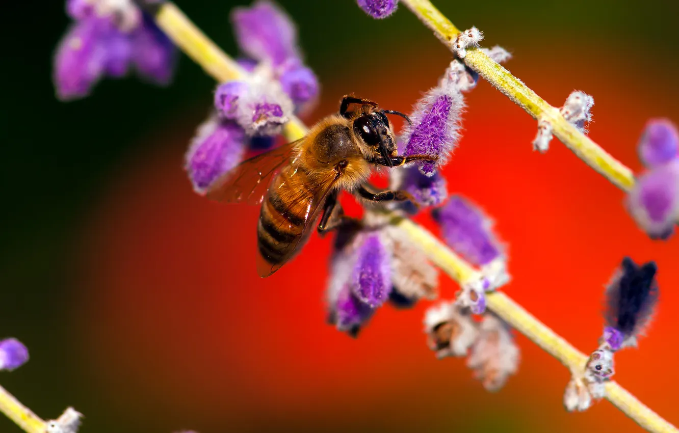Photo wallpaper flower, bee, plant, insect
