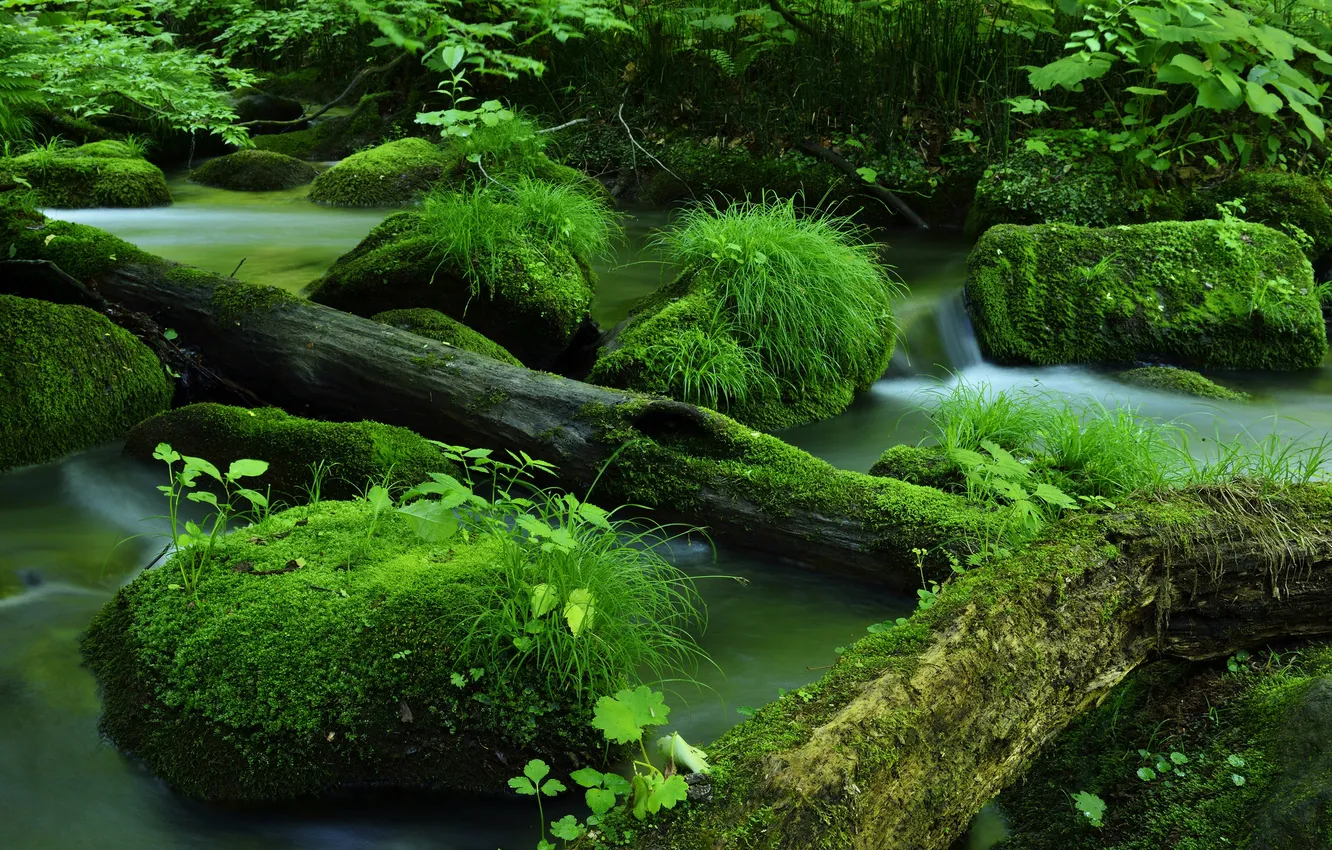 Photo wallpaper river, stones, moss, log