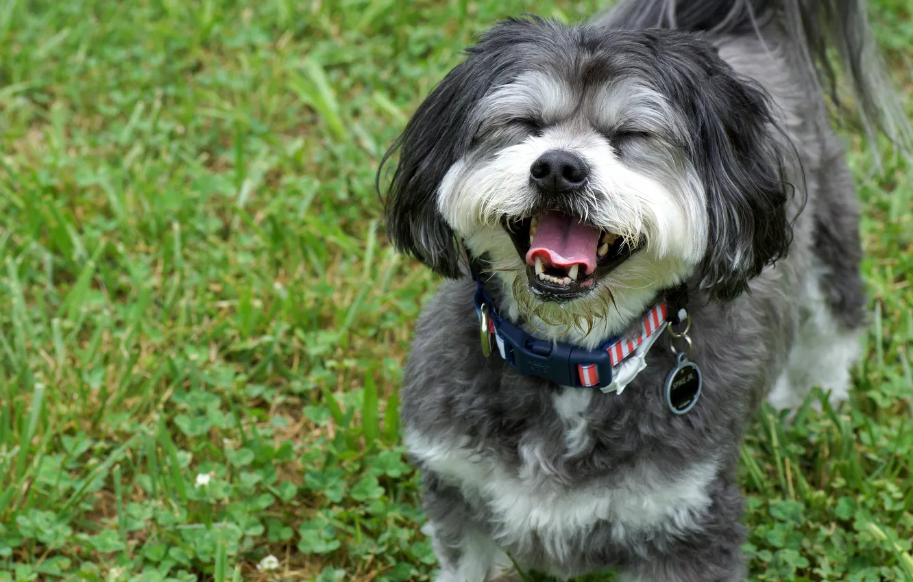 Photo wallpaper joy, mood, dog