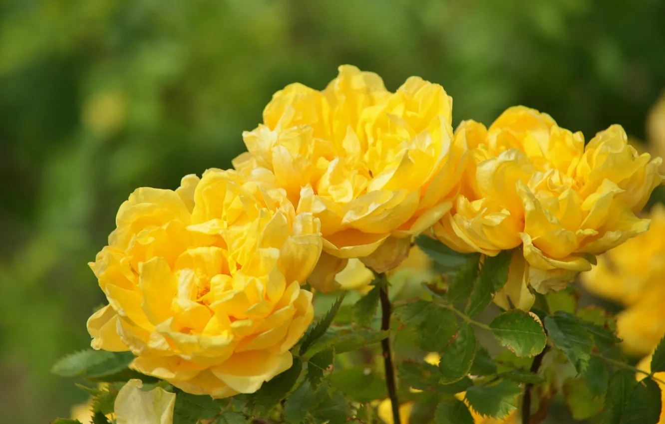 Photo wallpaper macro, petals, yellow roses