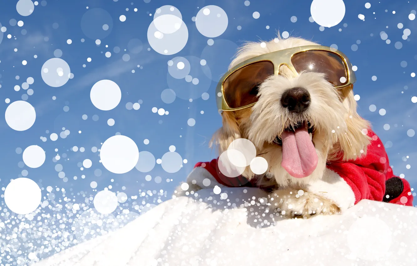 Photo wallpaper winter, snow, dog, glasses, costume, Christmas, winter, snow