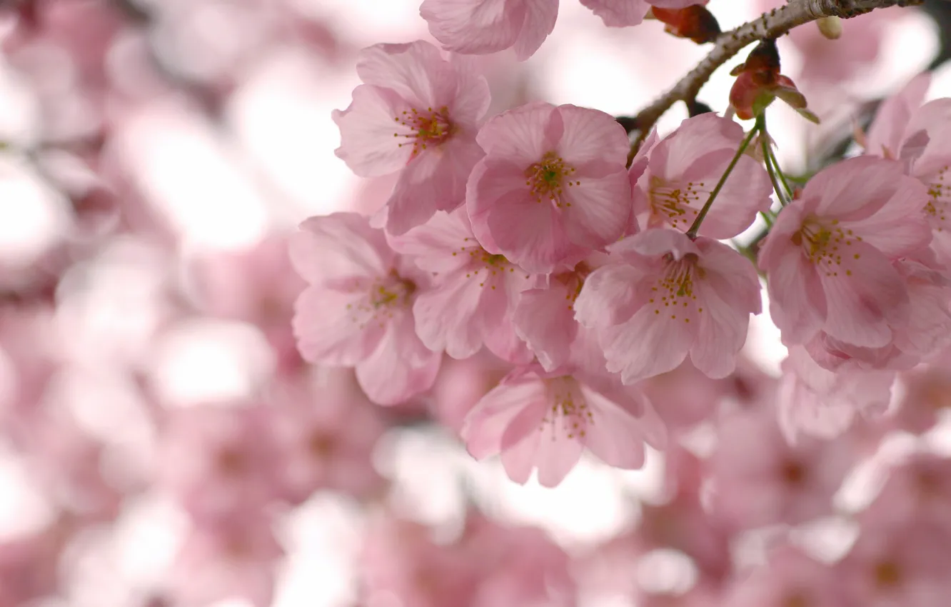 Photo wallpaper the sky, macro, trees, flowers, branches, branch, spring, petals