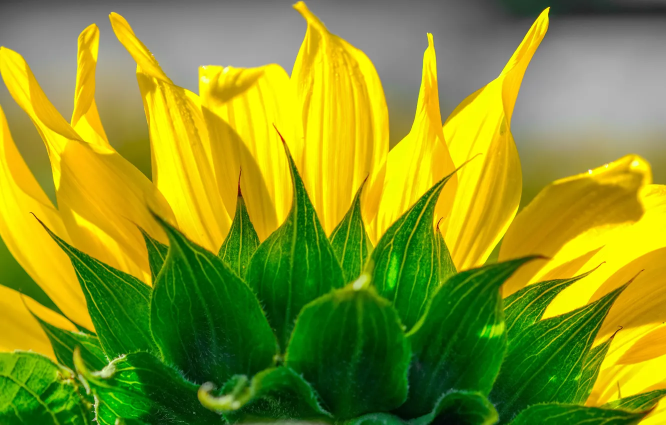 Photo wallpaper flower, sunflower, petals