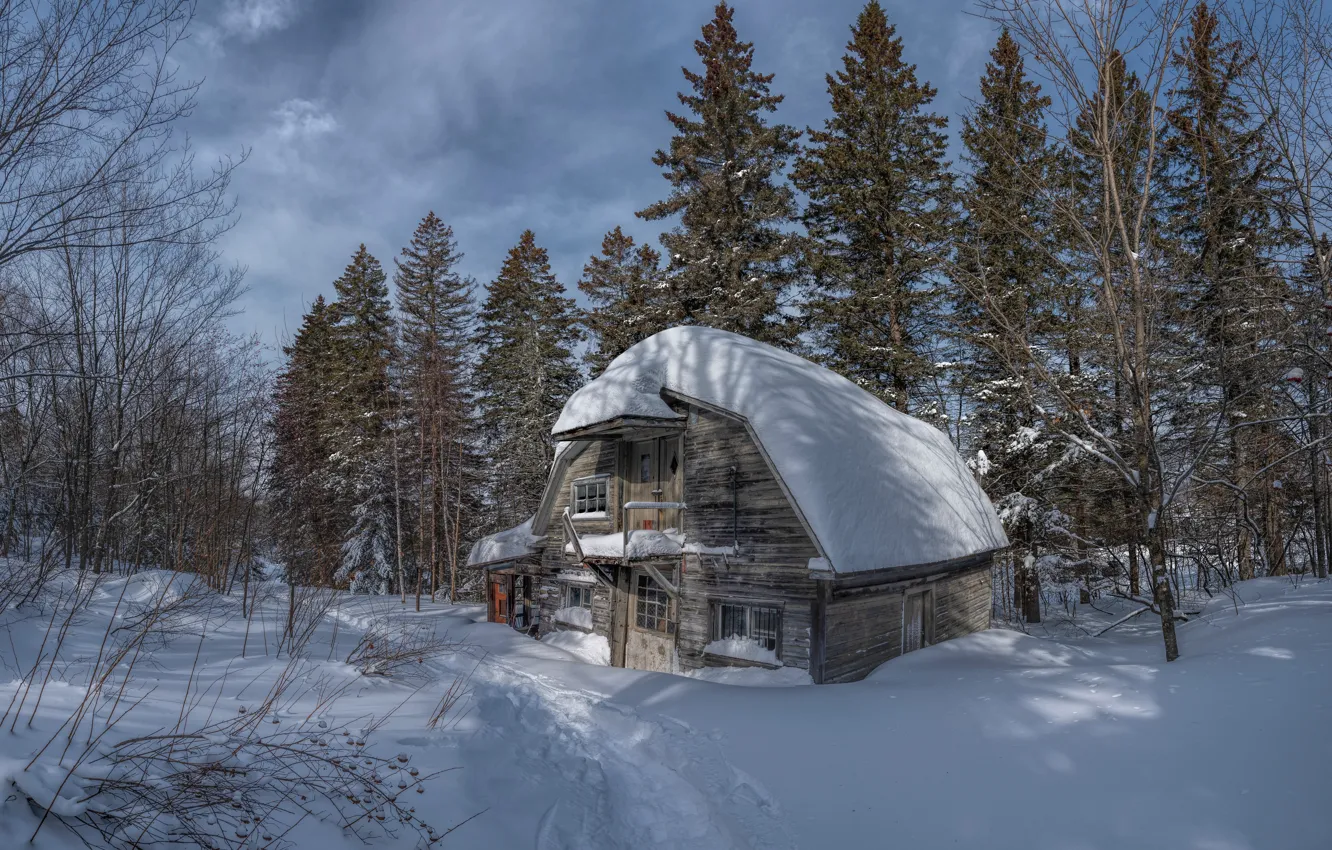 Photo wallpaper forest, light, snow, trees, branches, house, the snow, wooden