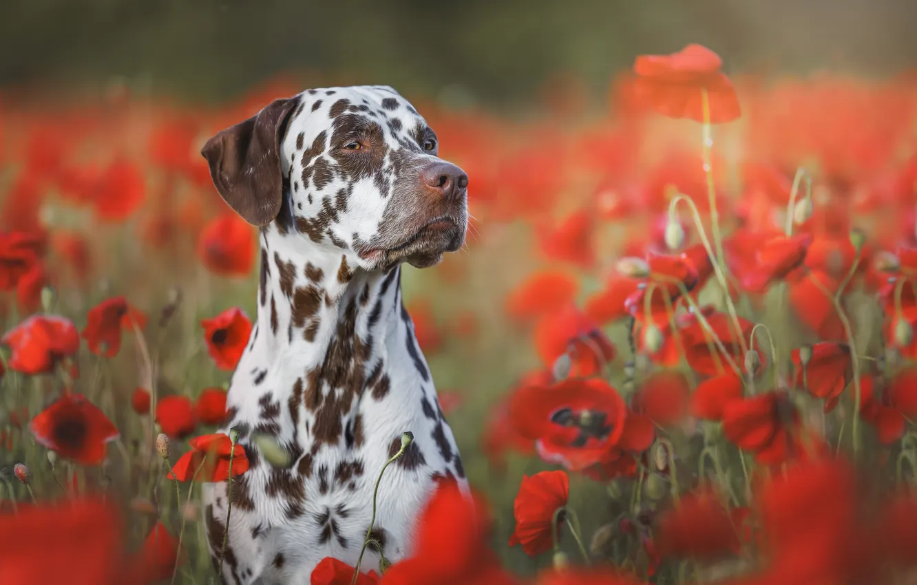Photo wallpaper flowers, dog, Dalmatian, red poppies, Yana Narbutovich