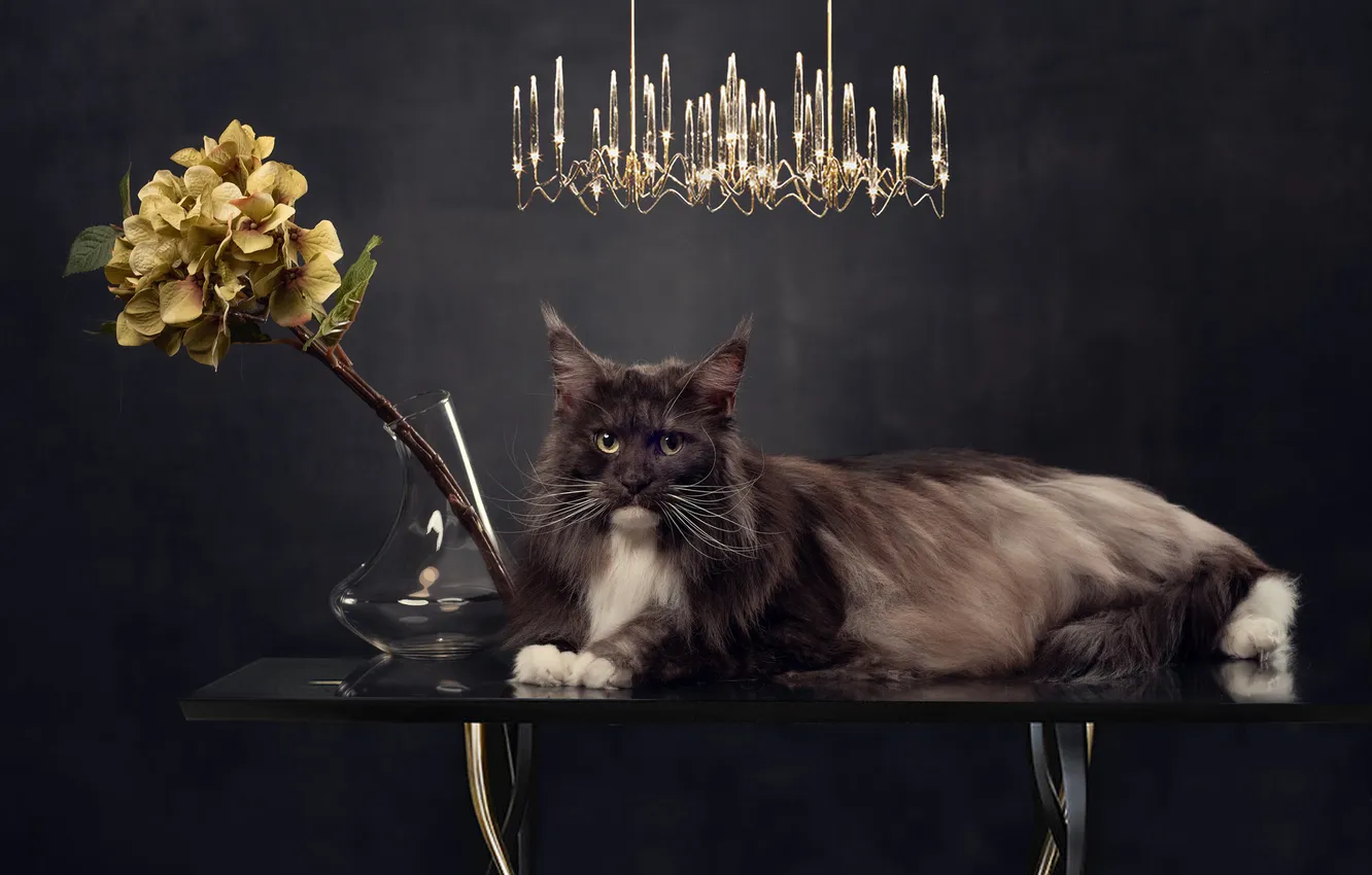 Photo wallpaper cat, cat, look, pose, face