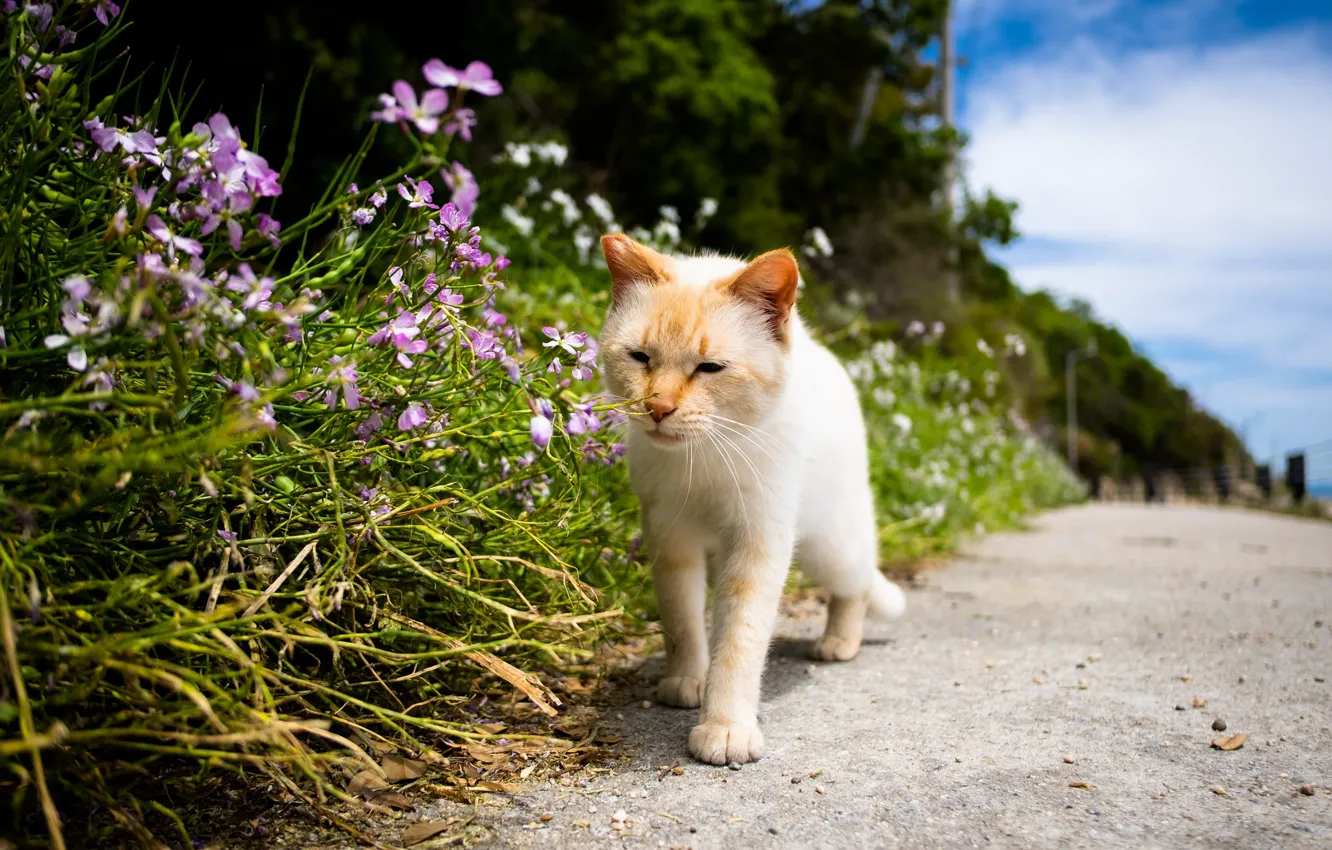 Photo wallpaper summer, cat, flowers, walks