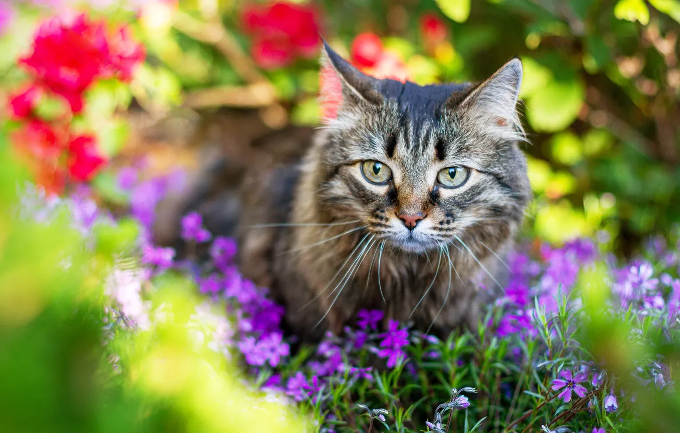 Photo wallpaper cat, summer, cat, look, flowers, pose, grey, portrait