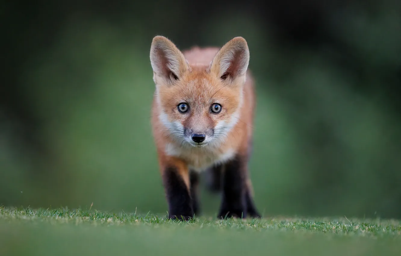 Photo wallpaper grass, look, background, red, Fox, cub, face, Fox
