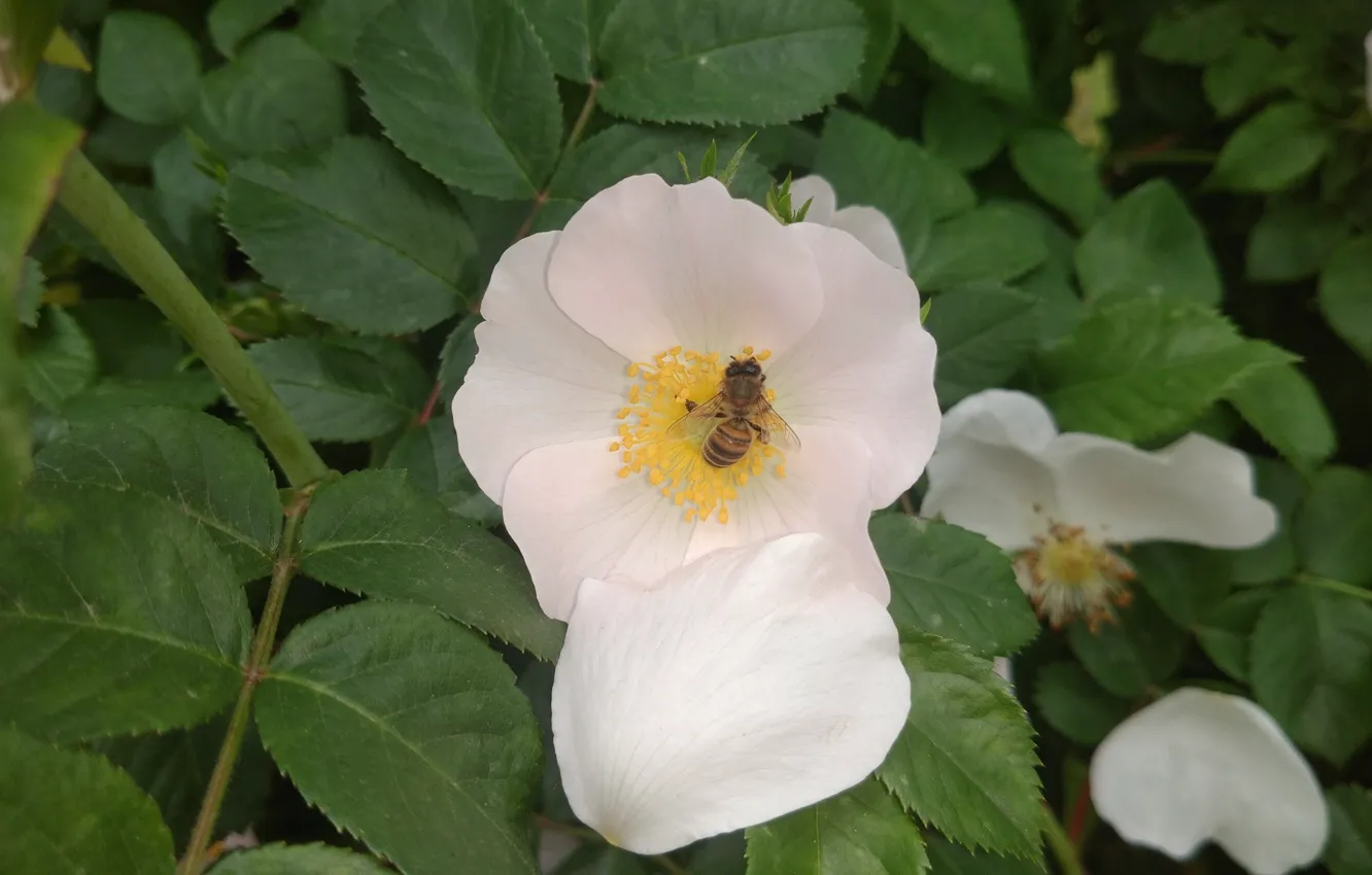 Photo wallpaper bee, briar, Mamala ©