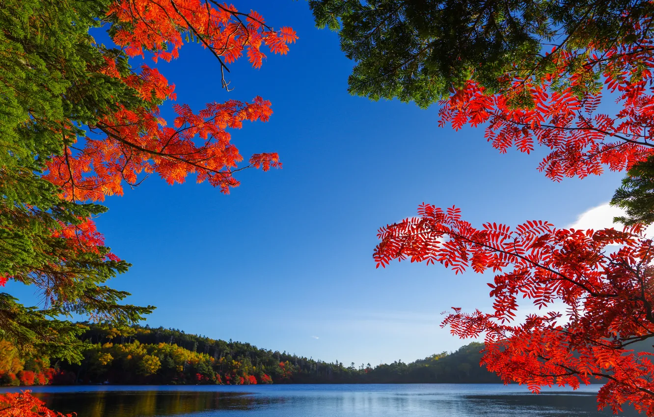 Photo wallpaper autumn, the sky, leaves, trees, lake, the crimson