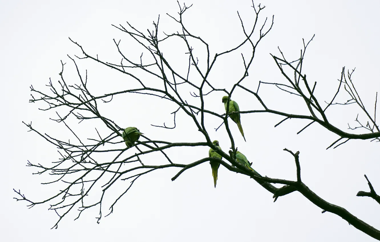 Photo wallpaper branches, cloudy, Parakeets