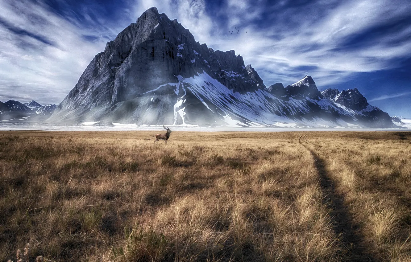 Photo wallpaper field, mountains, deer