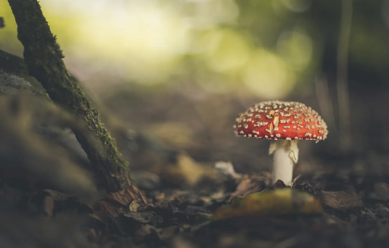 Photo wallpaper forest, branches, nature, glade, mushrooms, mushroom, bokeh