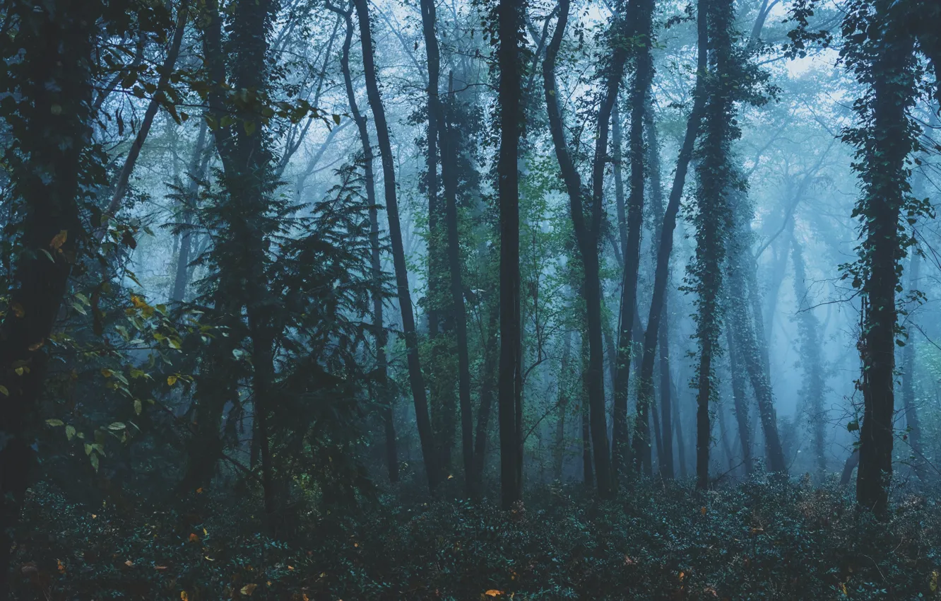 Photo wallpaper forest, trees, nature, fog