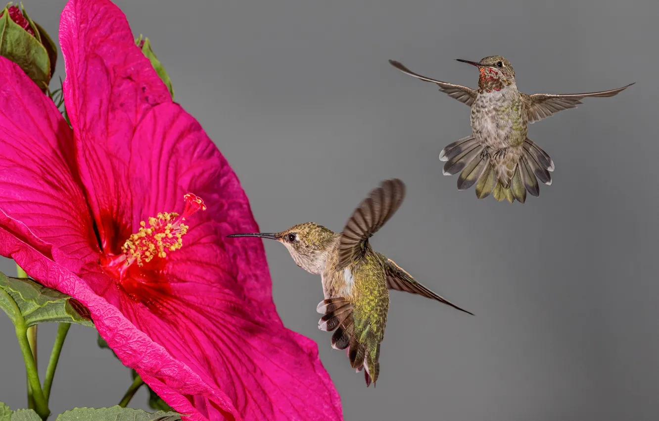 Photo wallpaper flower, birds, Hummingbird, hibiscus