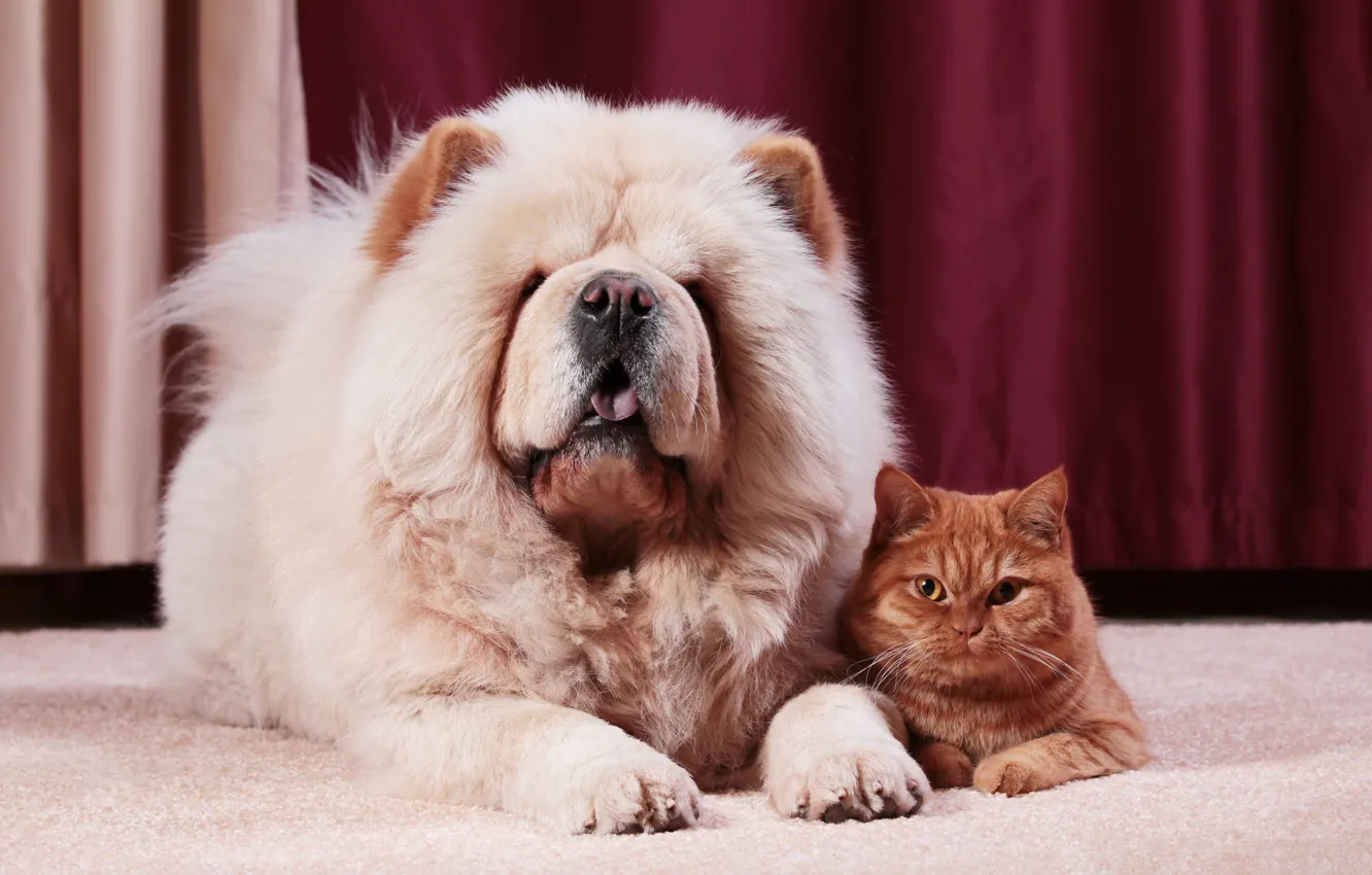 Photo wallpaper language, cat, cat, kitty, together, portrait, dog, fluffy