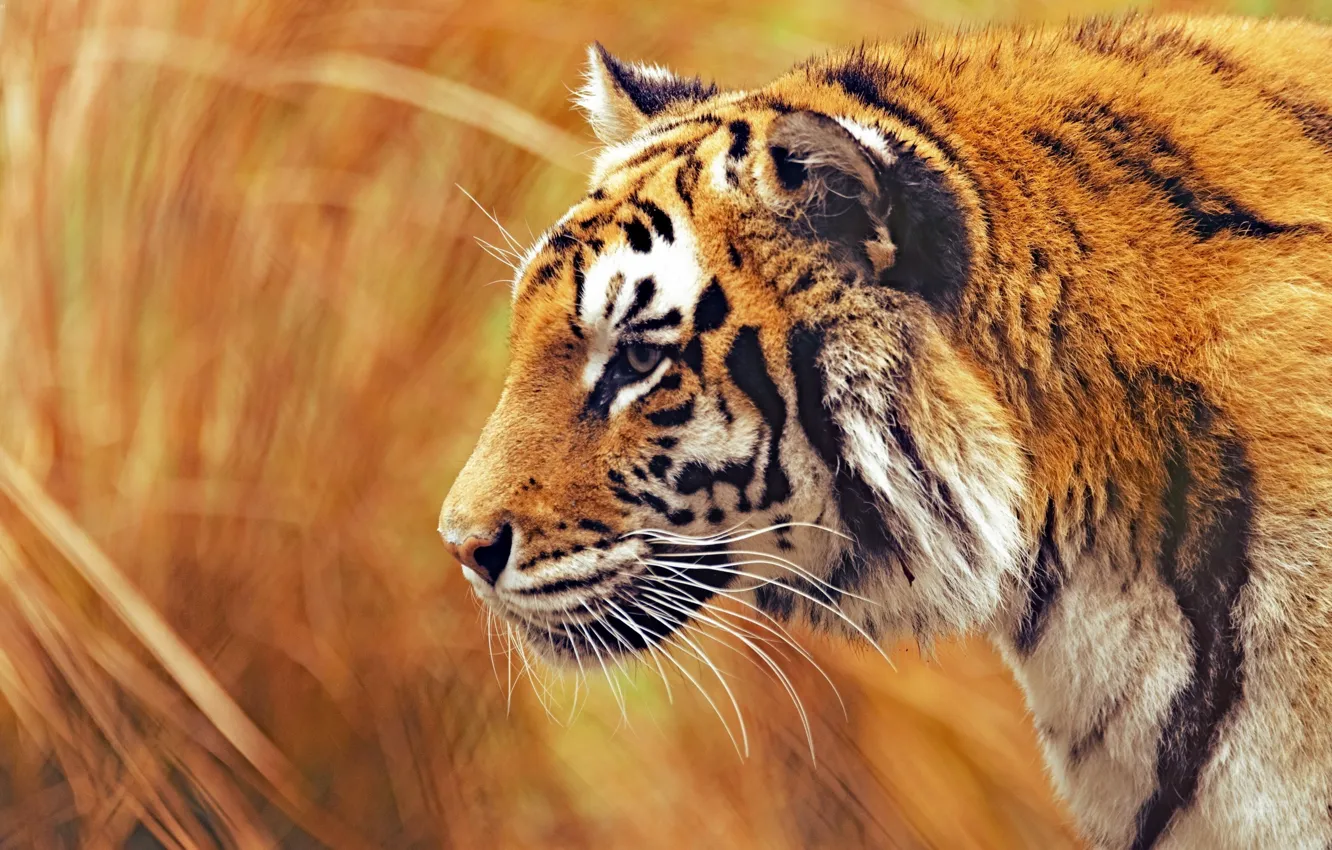 Photo wallpaper tiger, animal, wildlife, big cat