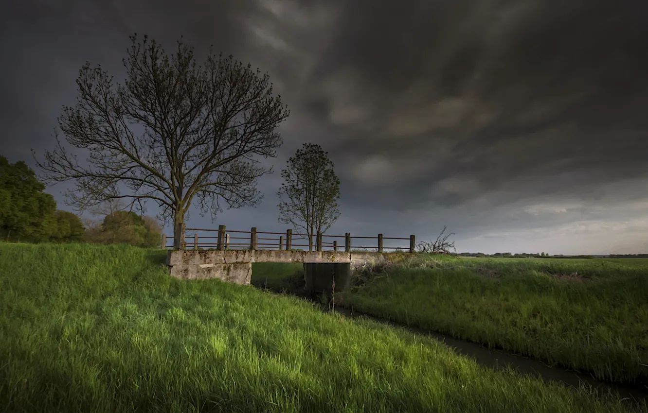 Photo wallpaper trees, bridge, nature, the evening