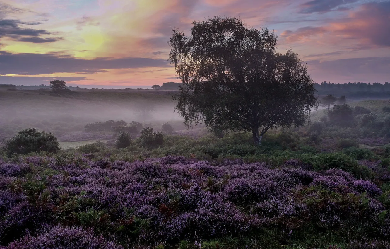 Photo wallpaper trees, fog, Heather
