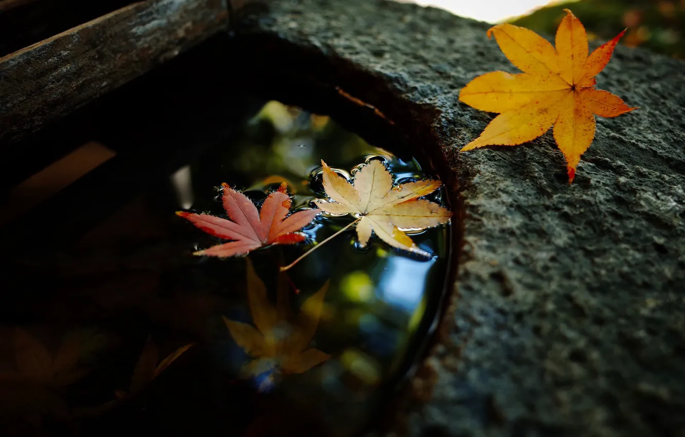 Photo wallpaper leaves, water, round capacity
