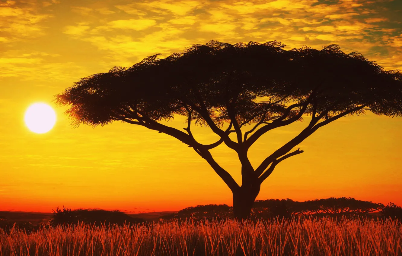 Photo wallpaper the sun, trees, sunset, silhouette