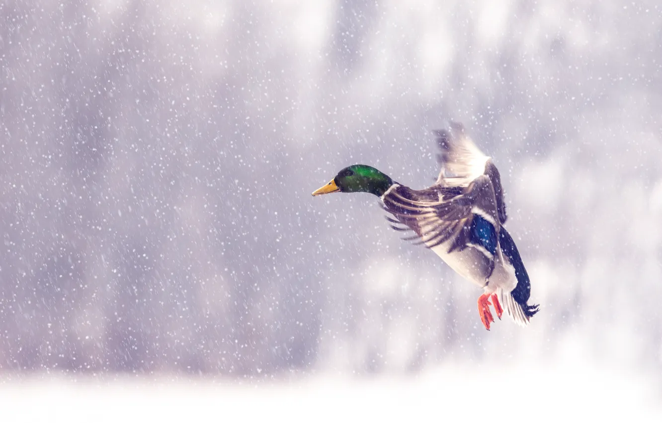 Photo wallpaper winter, snow, flight, bird, duck