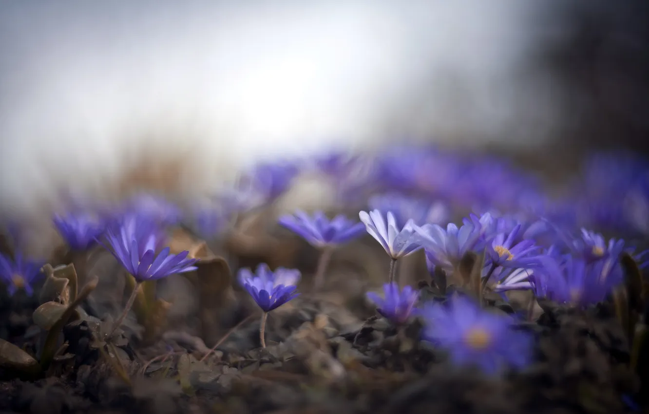 Photo wallpaper macro, flowers, nature