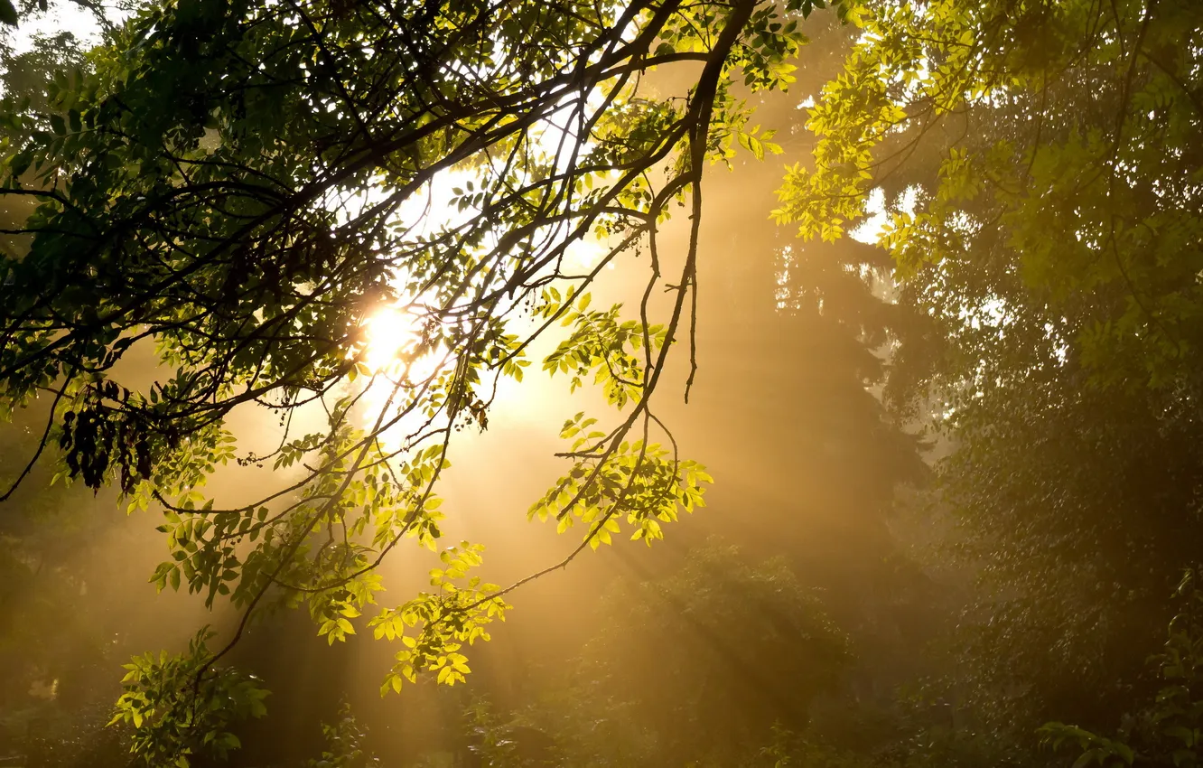 Photo wallpaper light, trees, nature