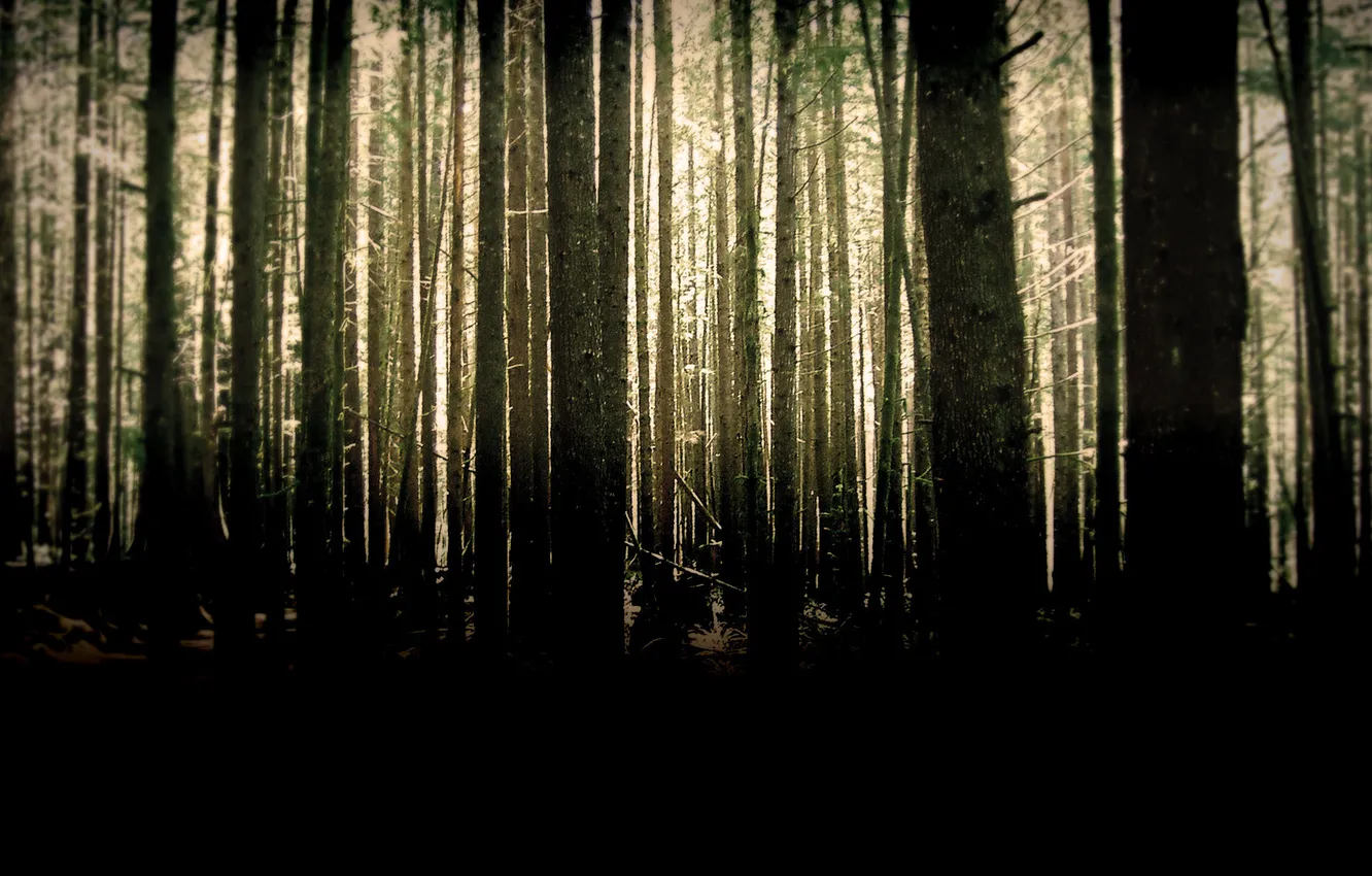 Photo wallpaper forest, trees, thicket, trunk