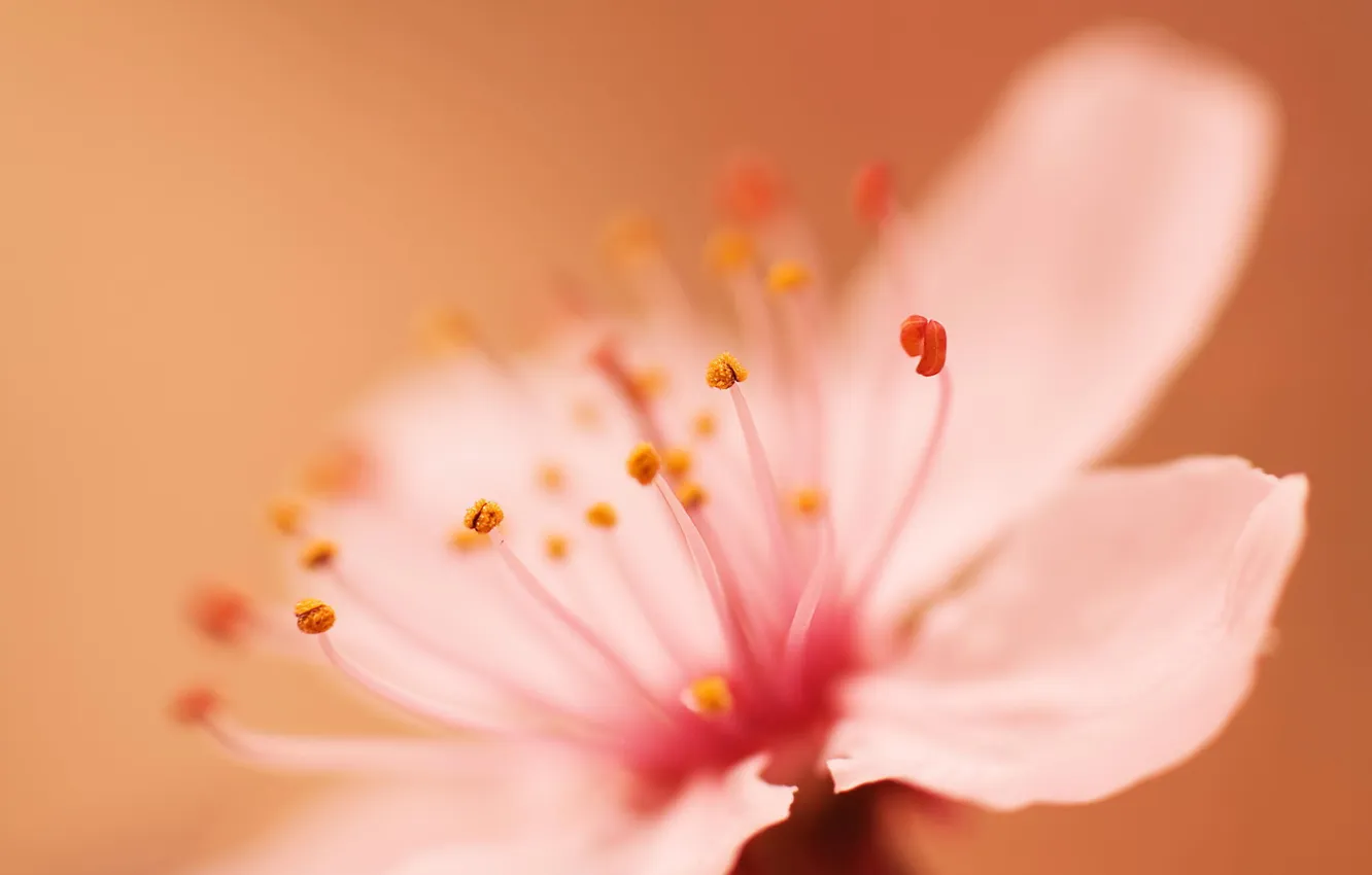 Photo wallpaper macro, flowers, spring, petals