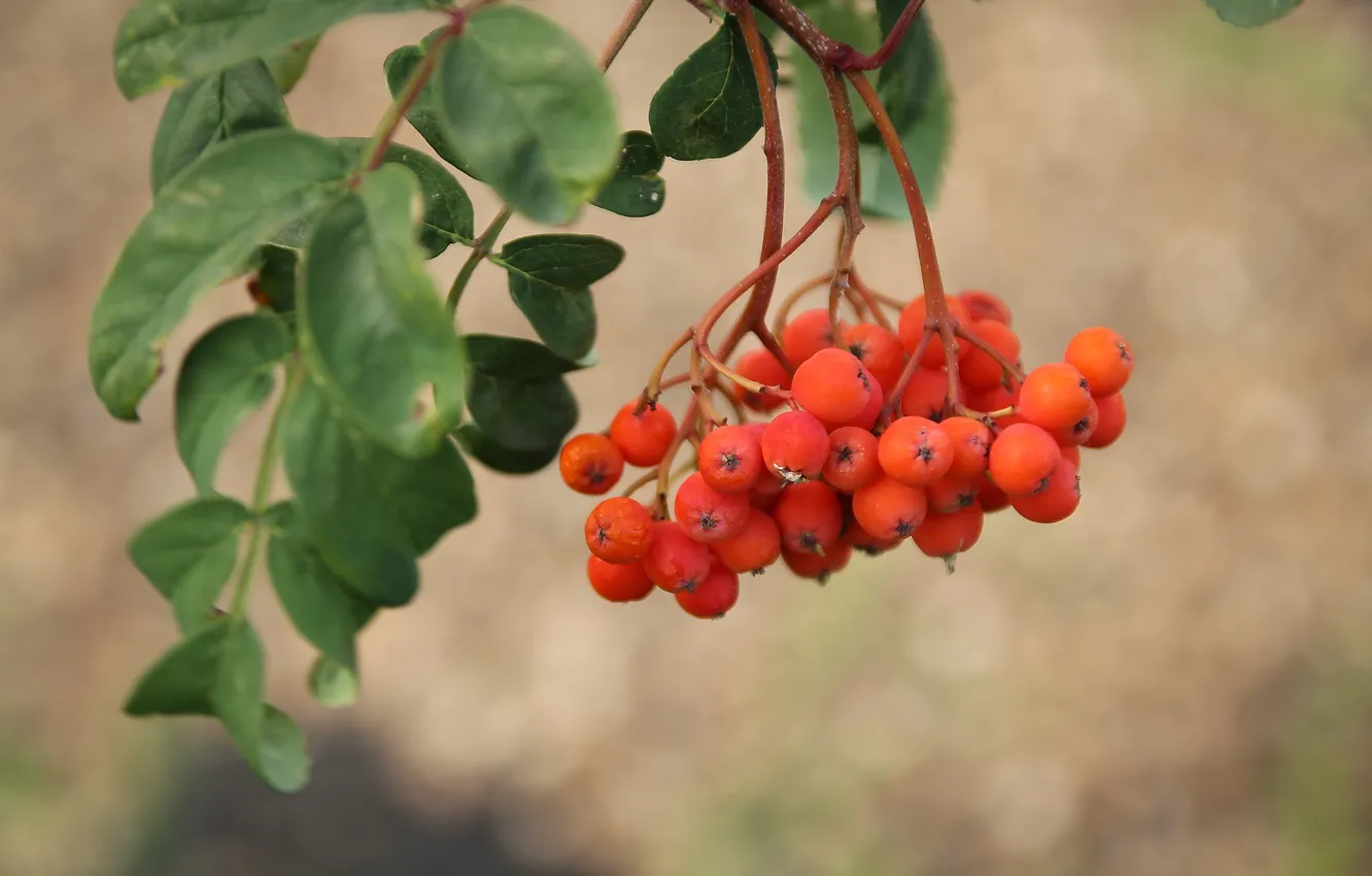 Photo wallpaper macro, nature, Rowan, bokeh