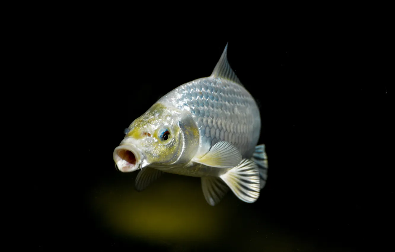 Photo wallpaper the dark background, fish, scales, silver, fin