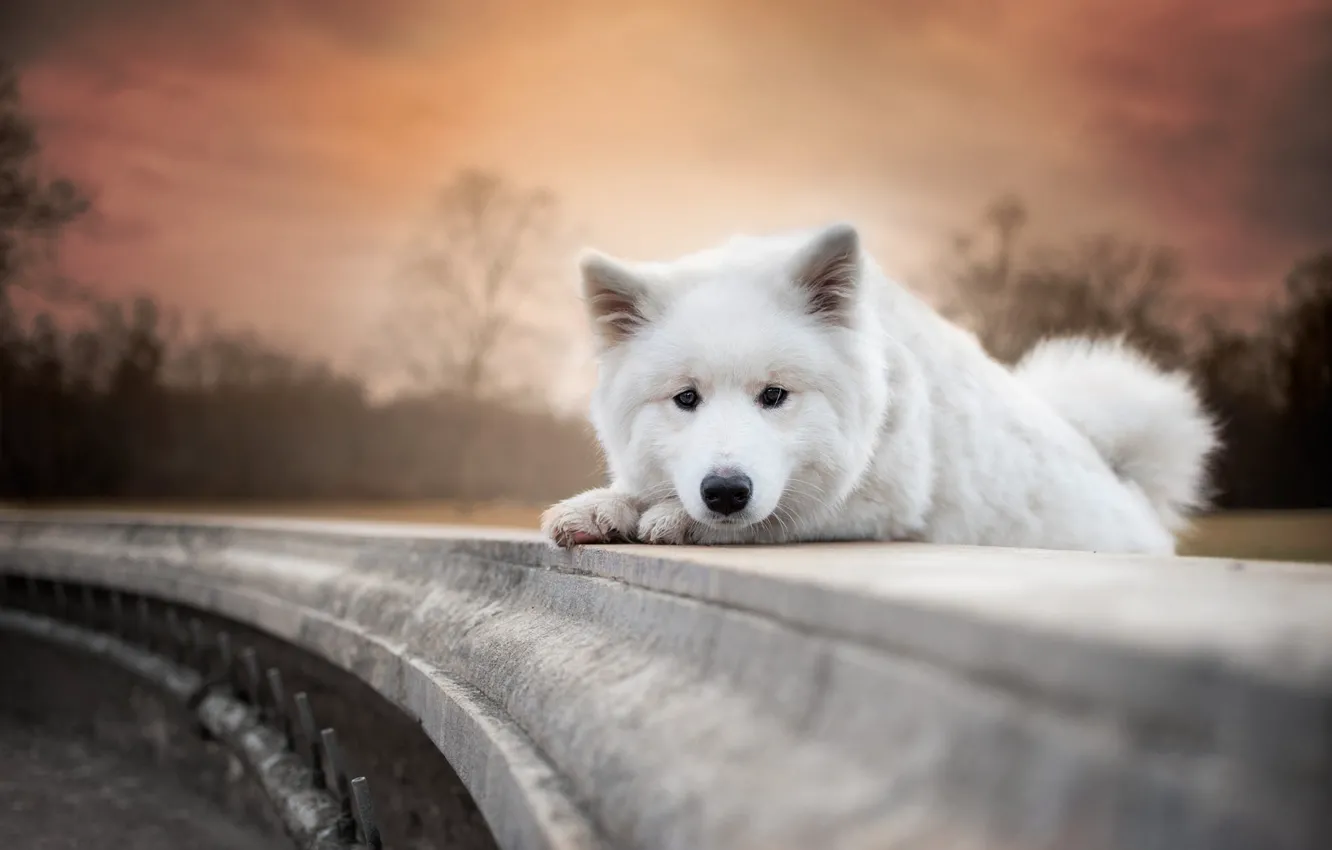 Photo wallpaper autumn, white, the sky, look, light, trees, sunset, pose