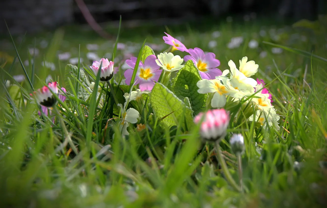 Photo wallpaper grass, flowers, spring, field